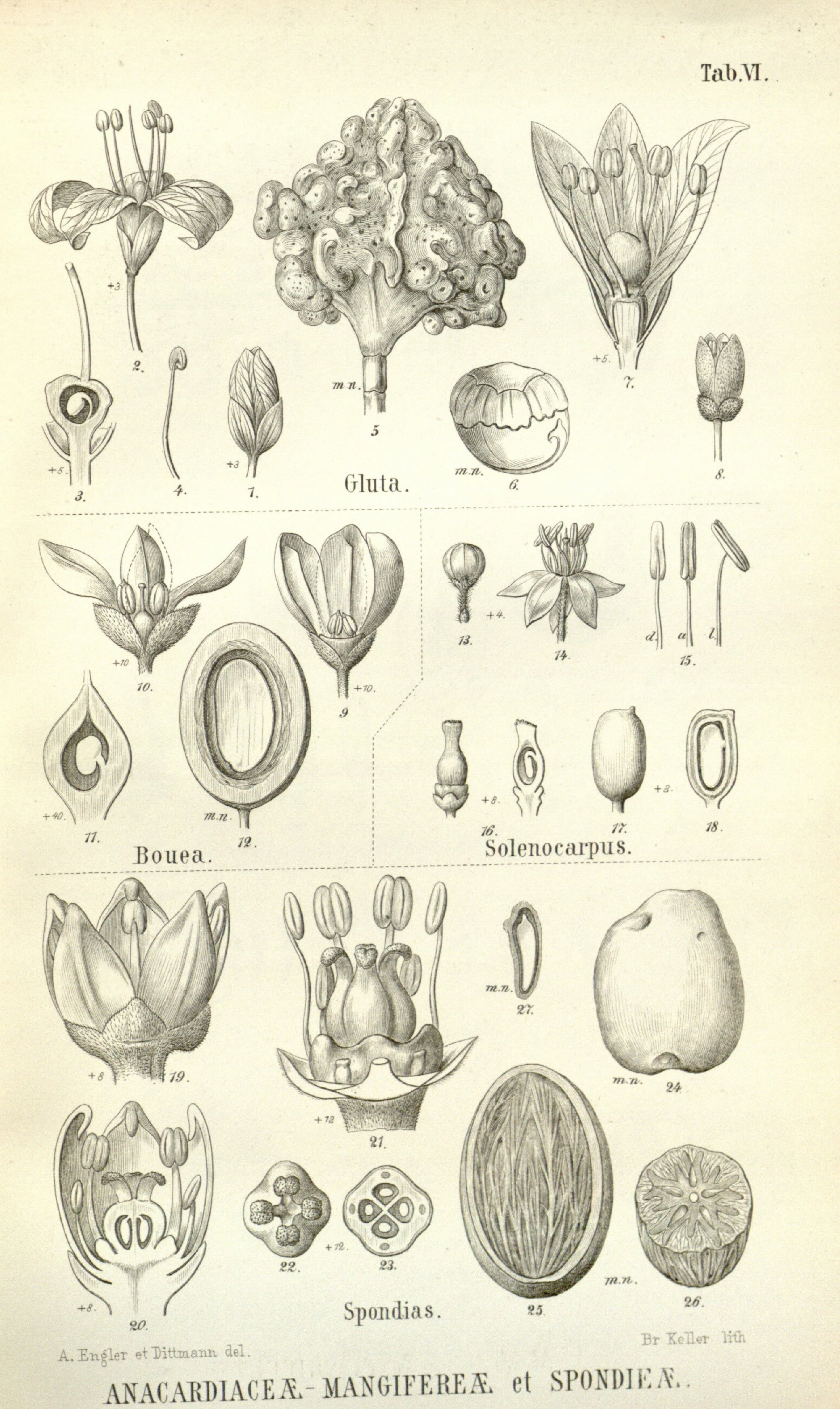 no full size  illustration available (3a)