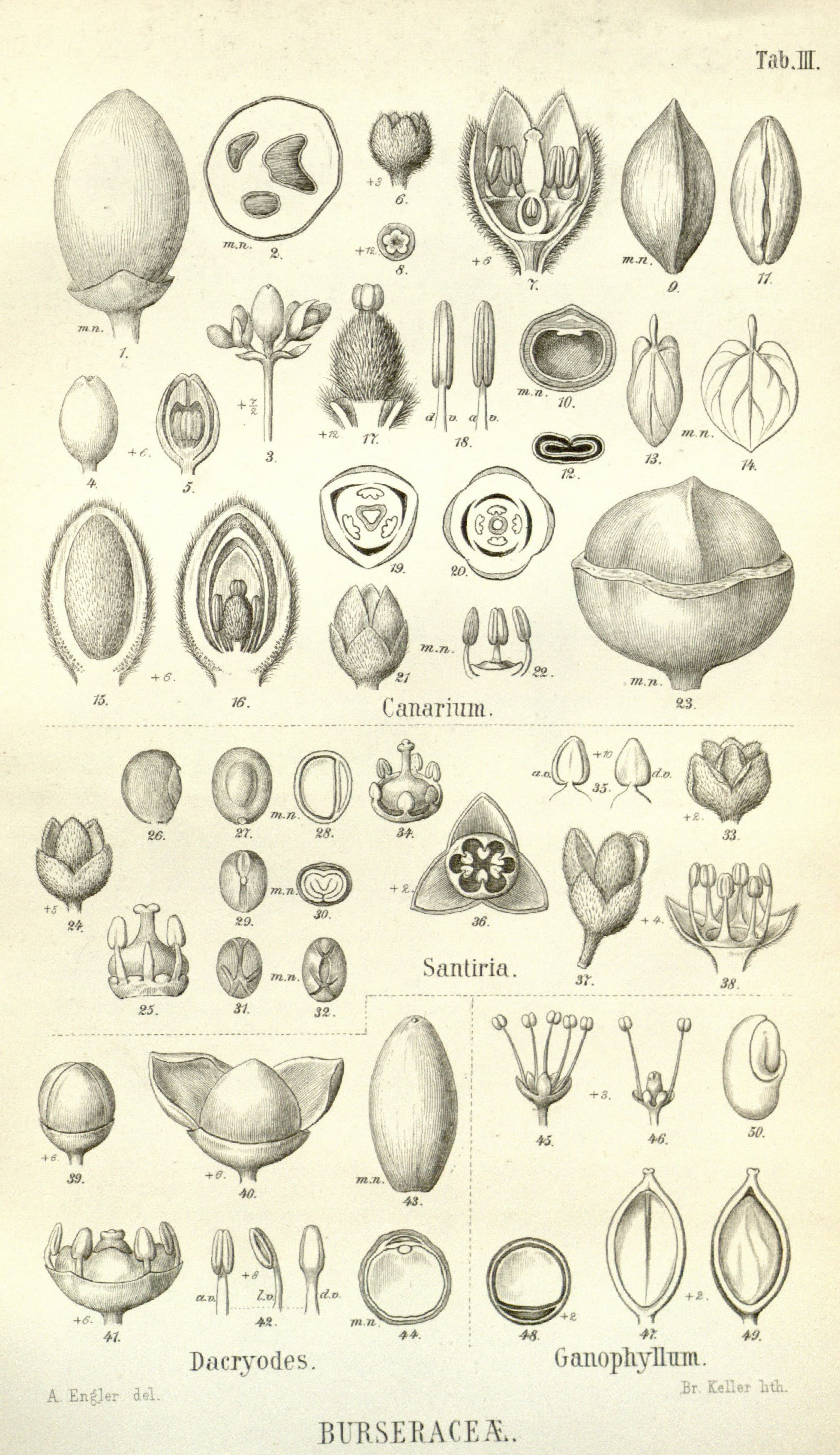 no full size  illustration available (3a)