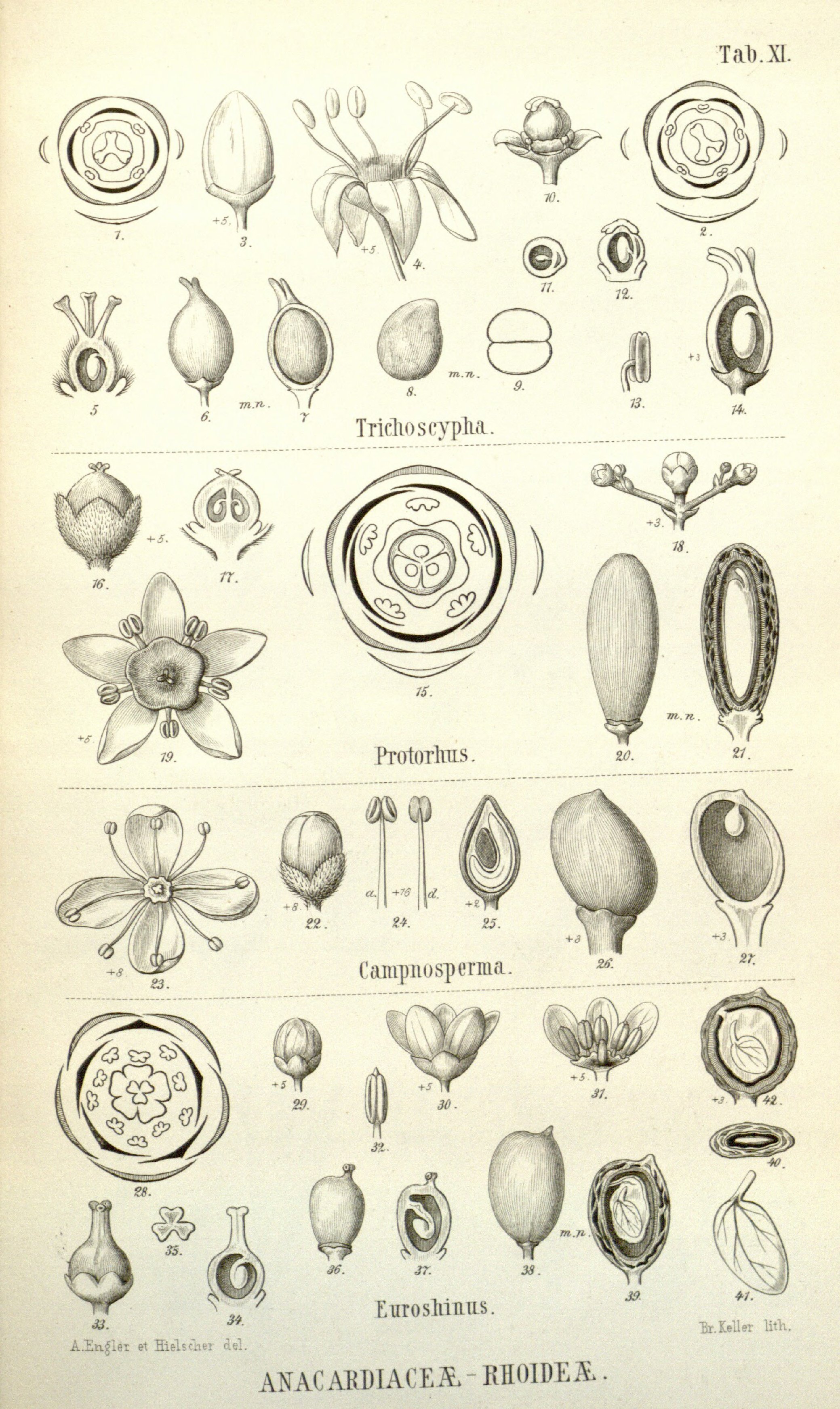 no full size  illustration available (3a)