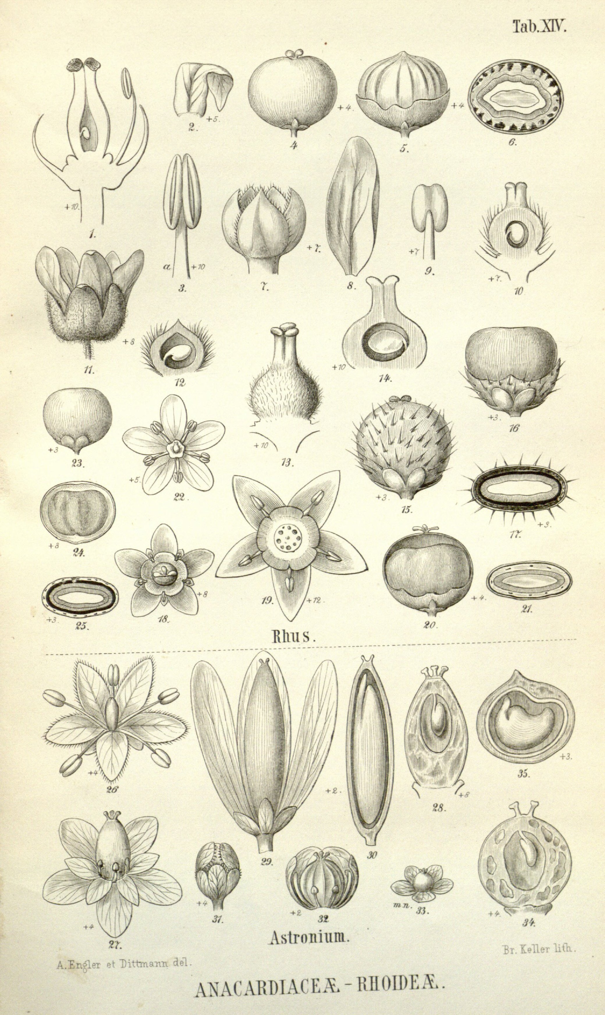 no full size  illustration available (3a)