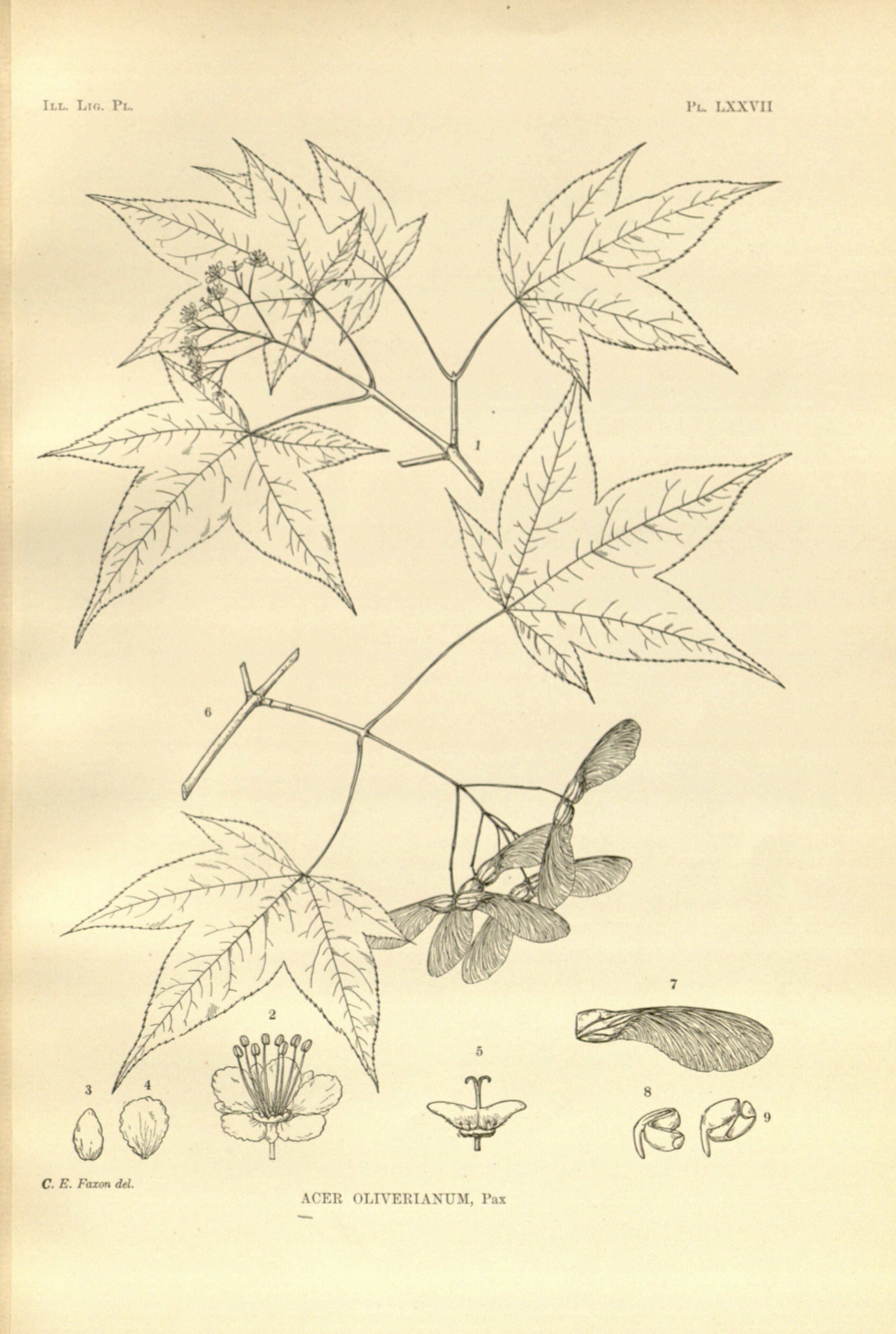 no full size  illustration available (3a)