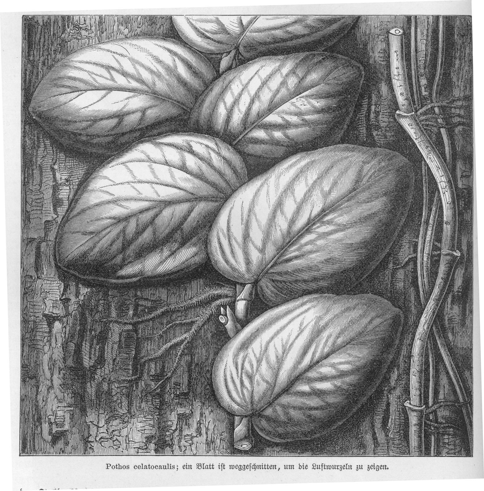 no full size  illustration available (3a)