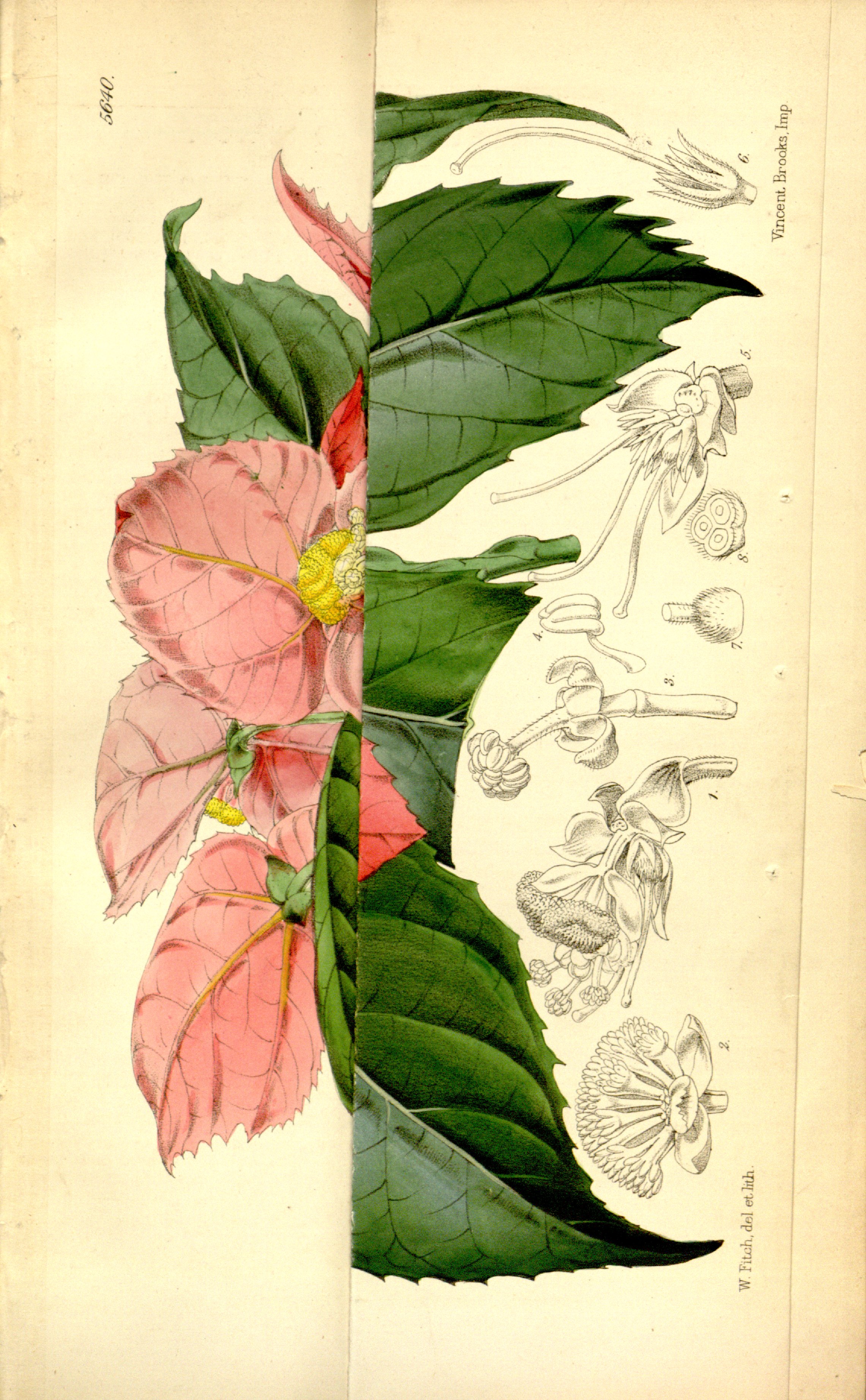 no full size  illustration available (3a)