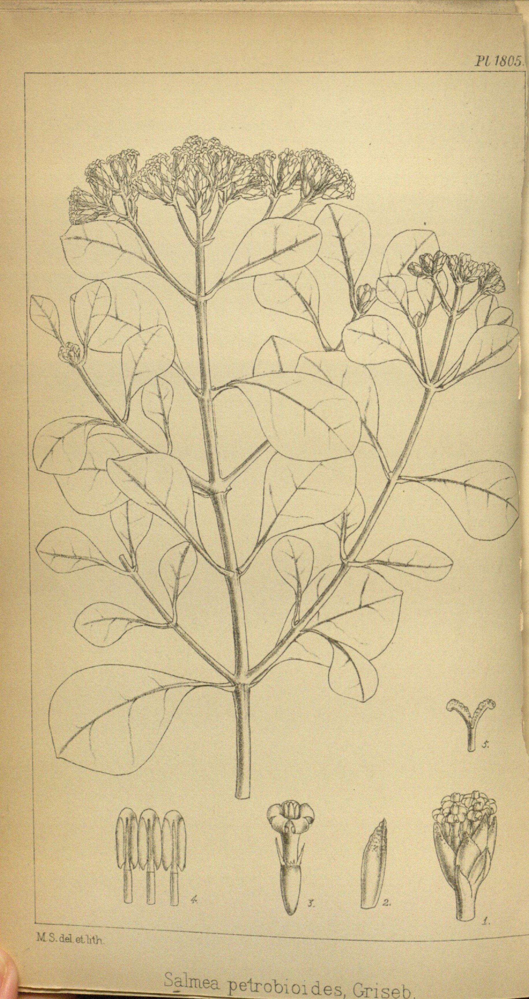 no full size  illustration available (3a)