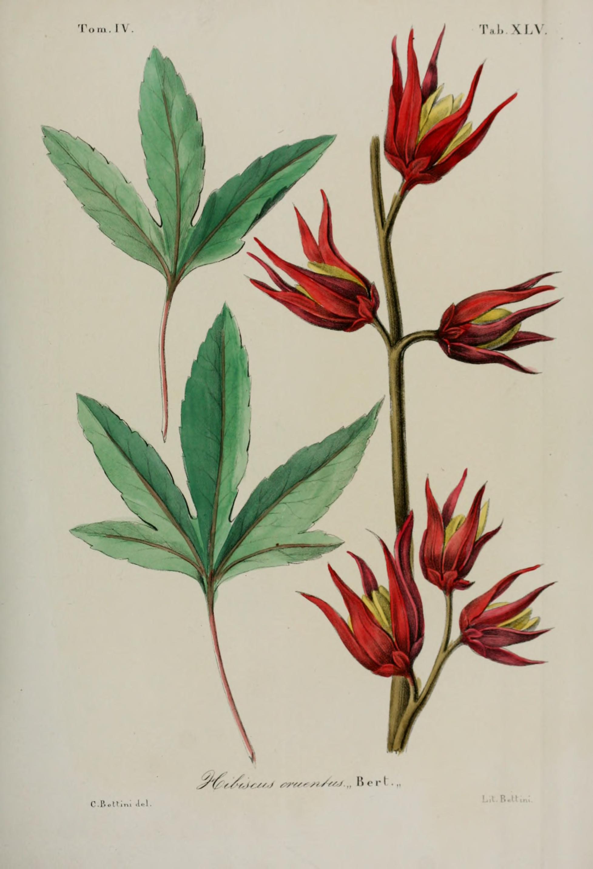 no full size  illustration available (3a)