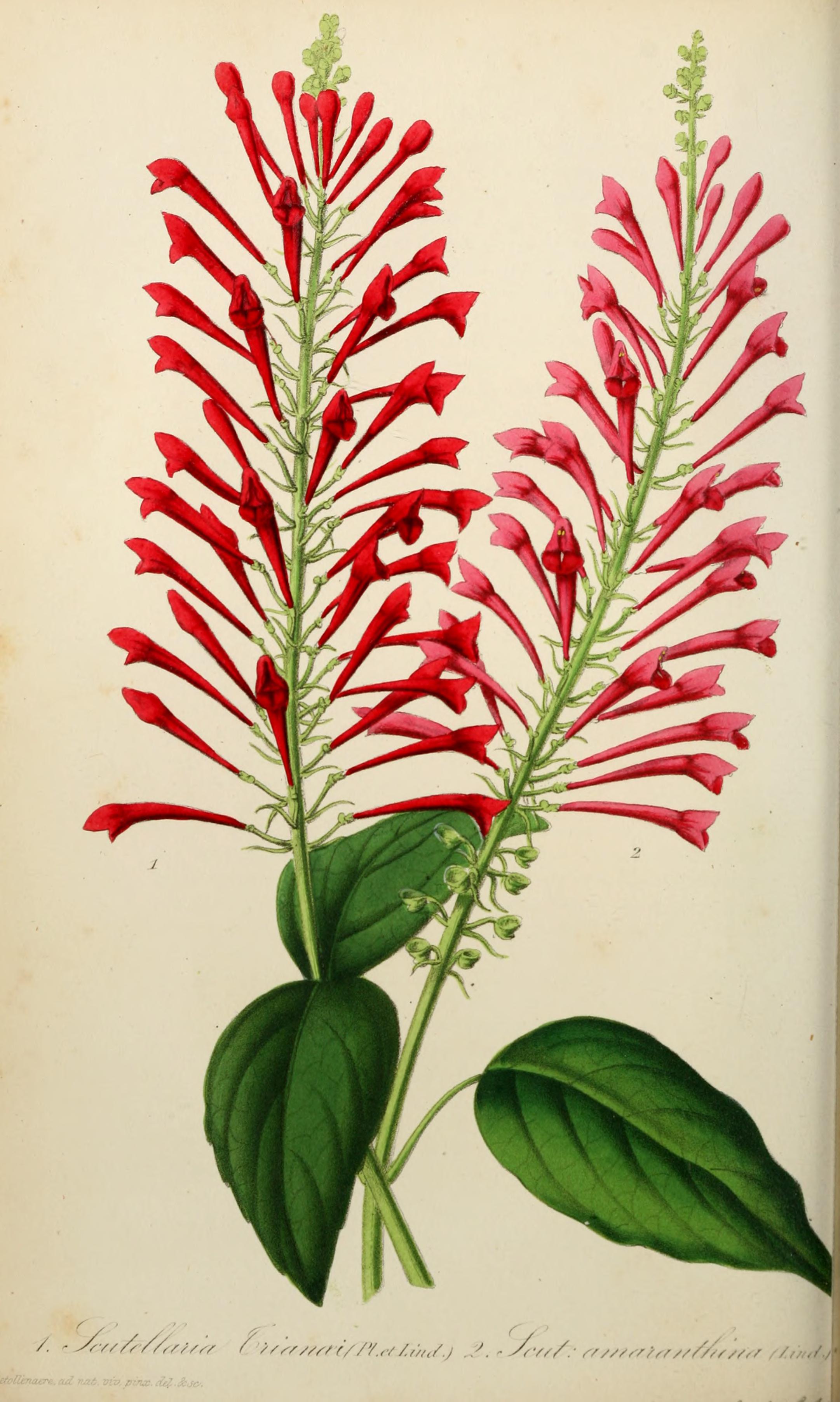 no full size  illustration available (3a)