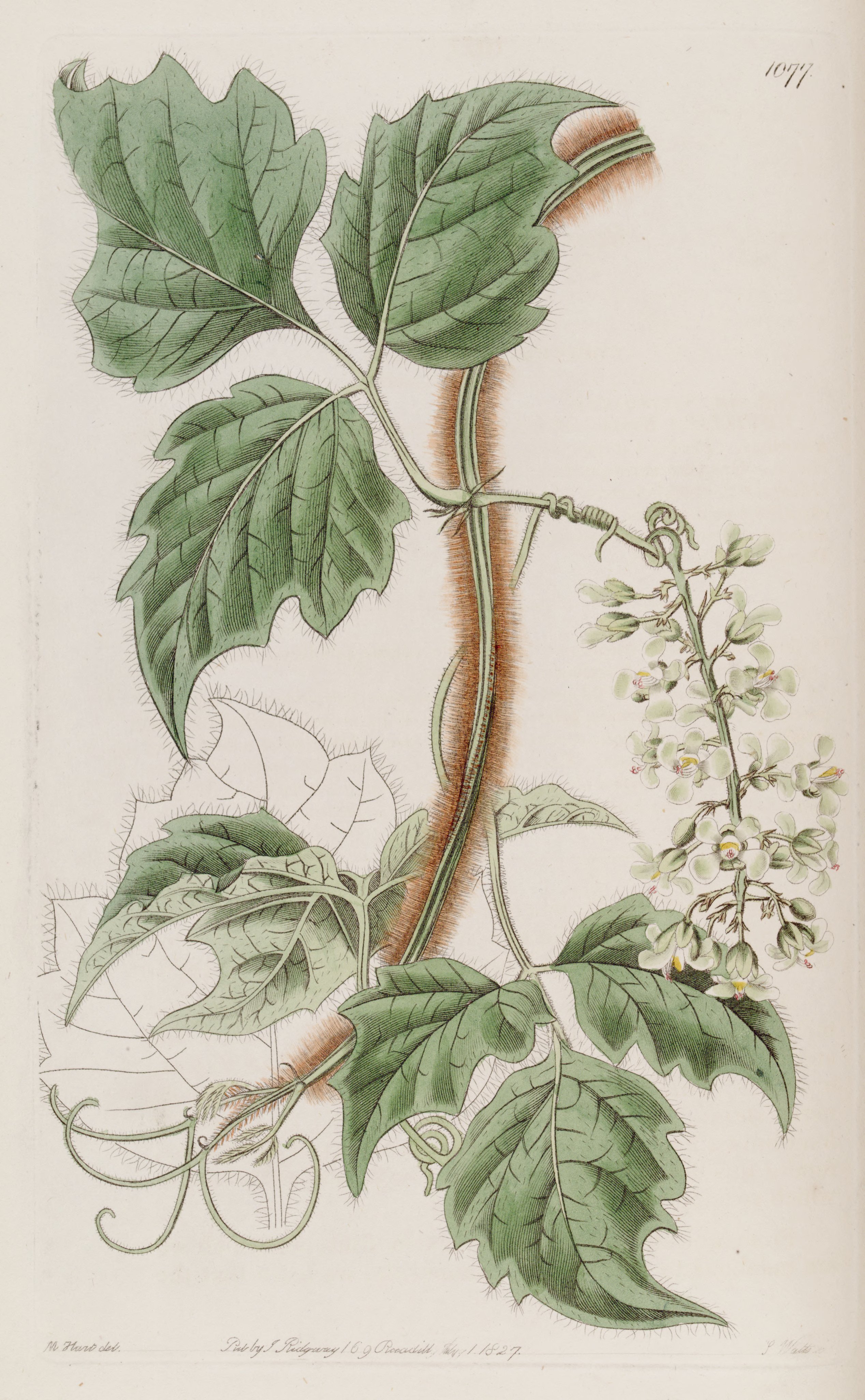 no full size  illustration available (3a)