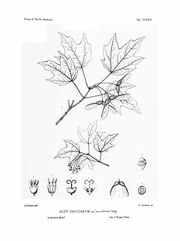 no HD illustration available (4)