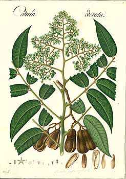 no HD illustration available (4)