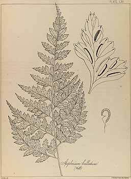 no HD illustration available (4)