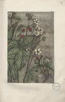 no HD illustration available (4)