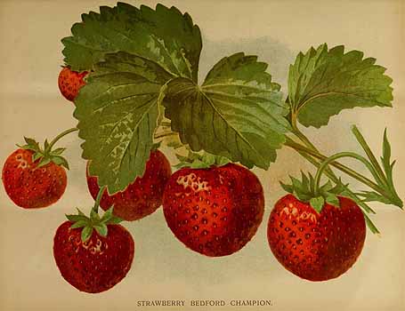 no HD illustration available (4)