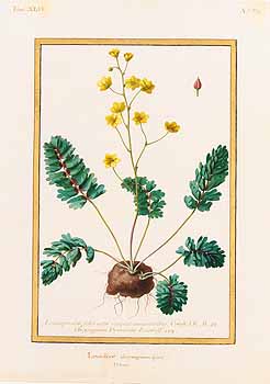 no HD illustration available (4)