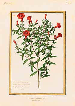 no HD illustration available (4)