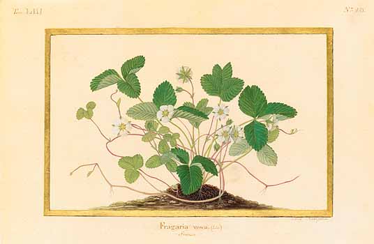 no HD illustration available (4)