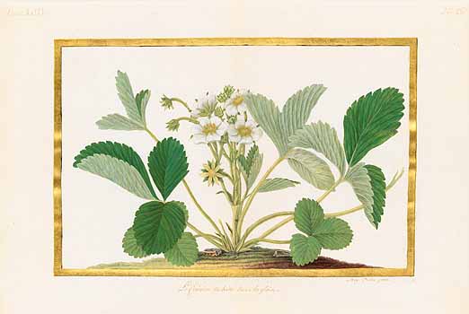 no HD illustration available (4)