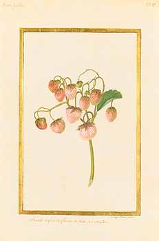 no HD illustration available (4)