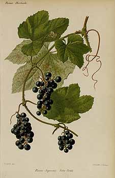 no HD illustration available (4)