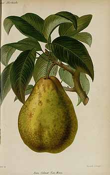 no HD illustration available (4)