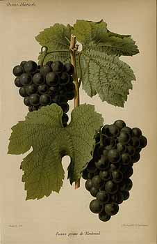 no HD illustration available (4)