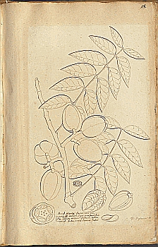 no HD illustration available (4)