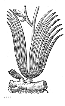 no HD illustration available (4)