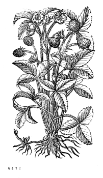 no HD illustration available (4)