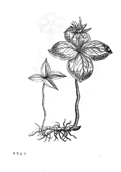 no HD illustration available (4)