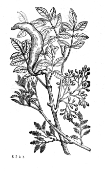 no HD illustration available (4)