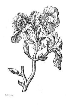 no HD illustration available (4)