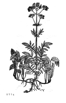 no HD illustration available (4)