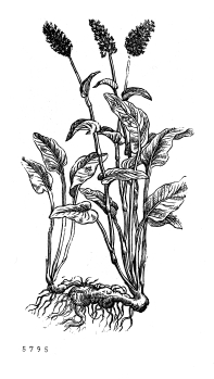 no HD illustration available (4)