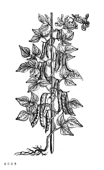 no HD illustration available (4)