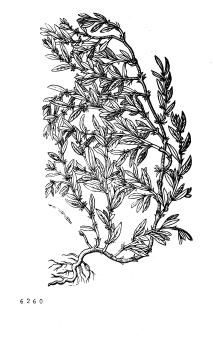 no HD illustration available (4)