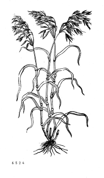 no HD illustration available (4)