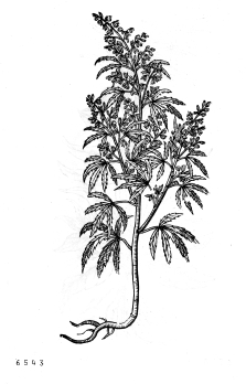 no HD illustration available (4)