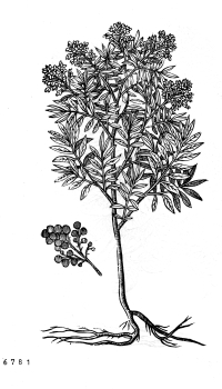 no HD illustration available (4)