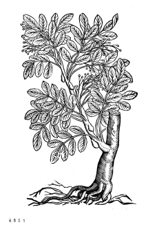 no HD illustration available (4)