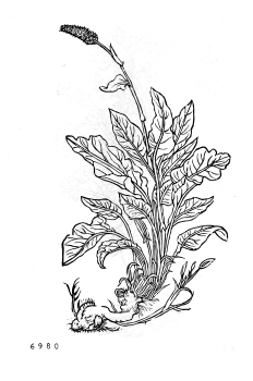 no HD illustration available (4)