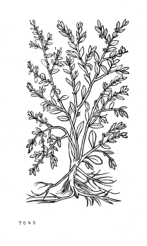 no HD illustration available (4)