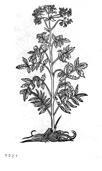 no HD illustration available (4)