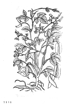 no HD illustration available (4)