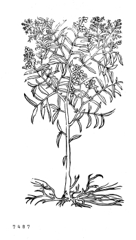 no HD illustration available (4)