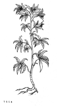 no HD illustration available (4)