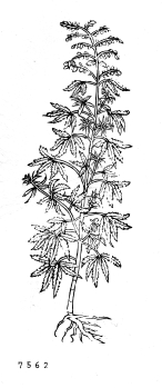 no HD illustration available (4)