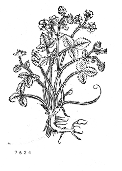 no HD illustration available (4)