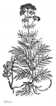 no HD illustration available (4)