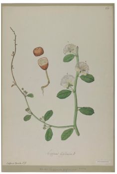 no HD illustration available (4)