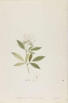 no HD illustration available (4)