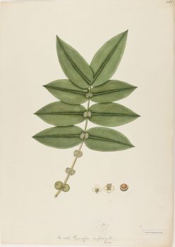 no HD illustration available (4)